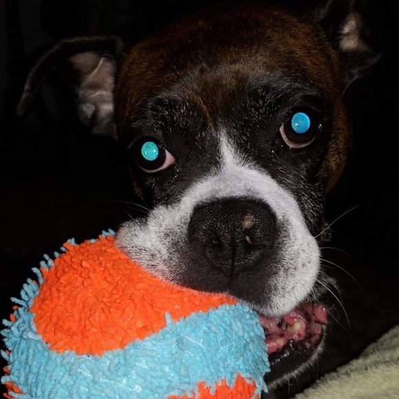 Meet your Posher, Danielle - Picture 1 of 1